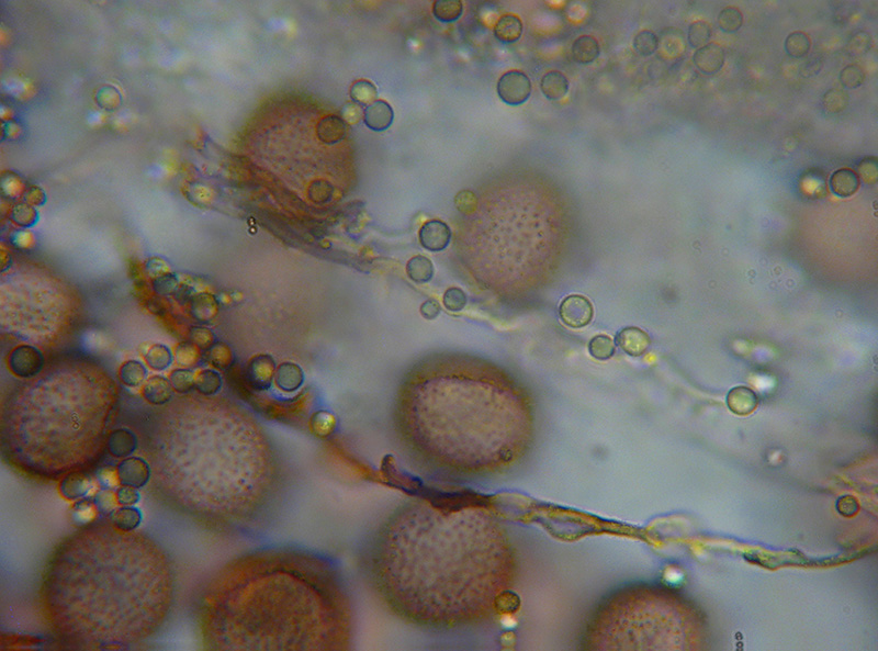 Diderma crustaceum